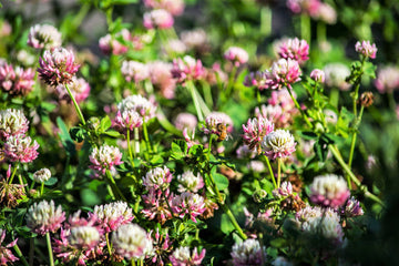 Packet of Alsike Clover pink and white Blume legume Samen