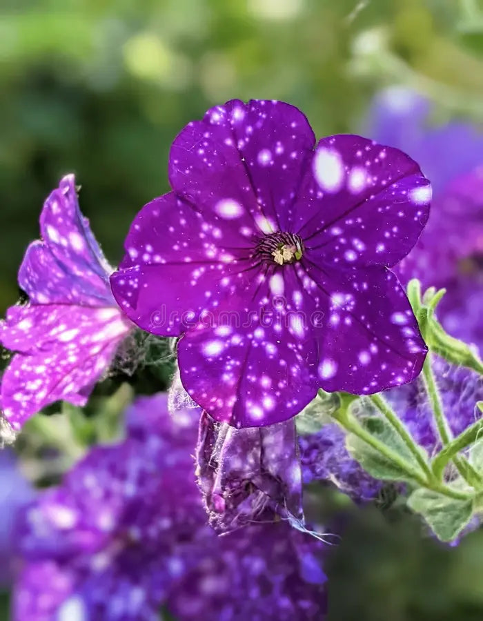 Dotted Violett Petunie Blumensamen zur Aussaat leuchtend Traditionssorte & ohne Gentechnik Samen Hausgarten