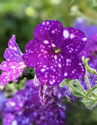 Dotted Violett Petunie Blumensamen zur Aussaat leuchtend Traditionssorte & ohne Gentechnik Samen Hausgarten