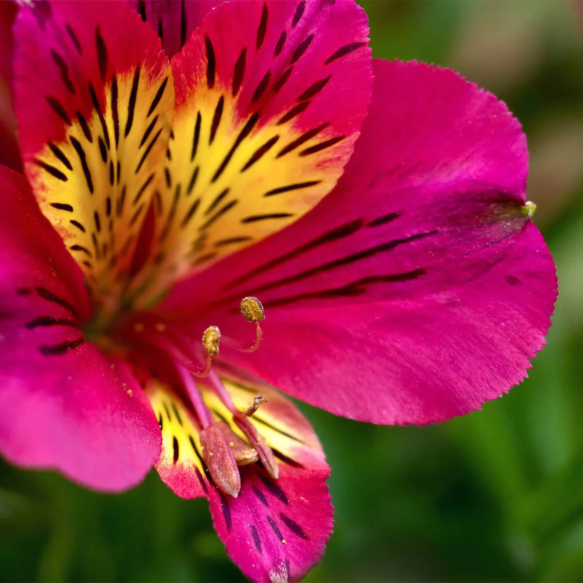 Close-up of alstroemeria petals