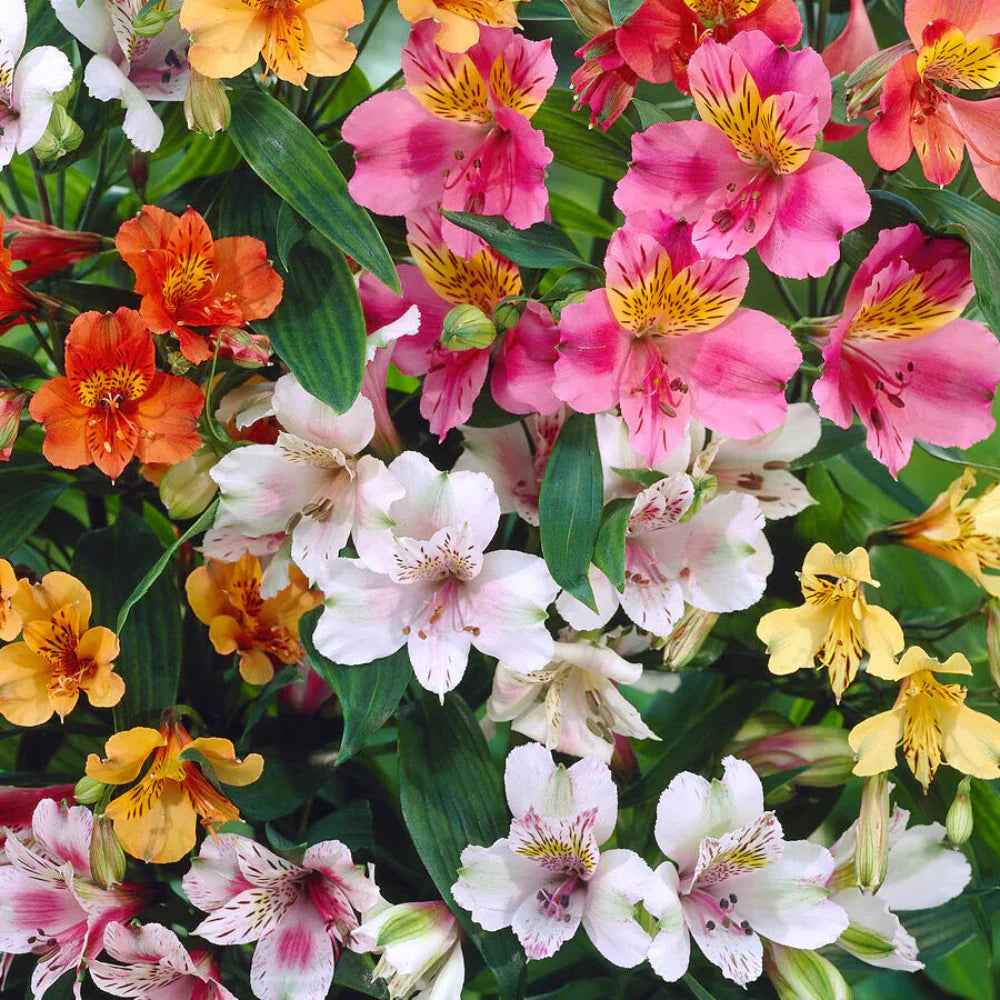 Gemischt Alstroemeria Blumensamen zur Aussaat – Halbschatten verträglich – Traditionssorte & ohne Gentechnik Samen Hausgarten