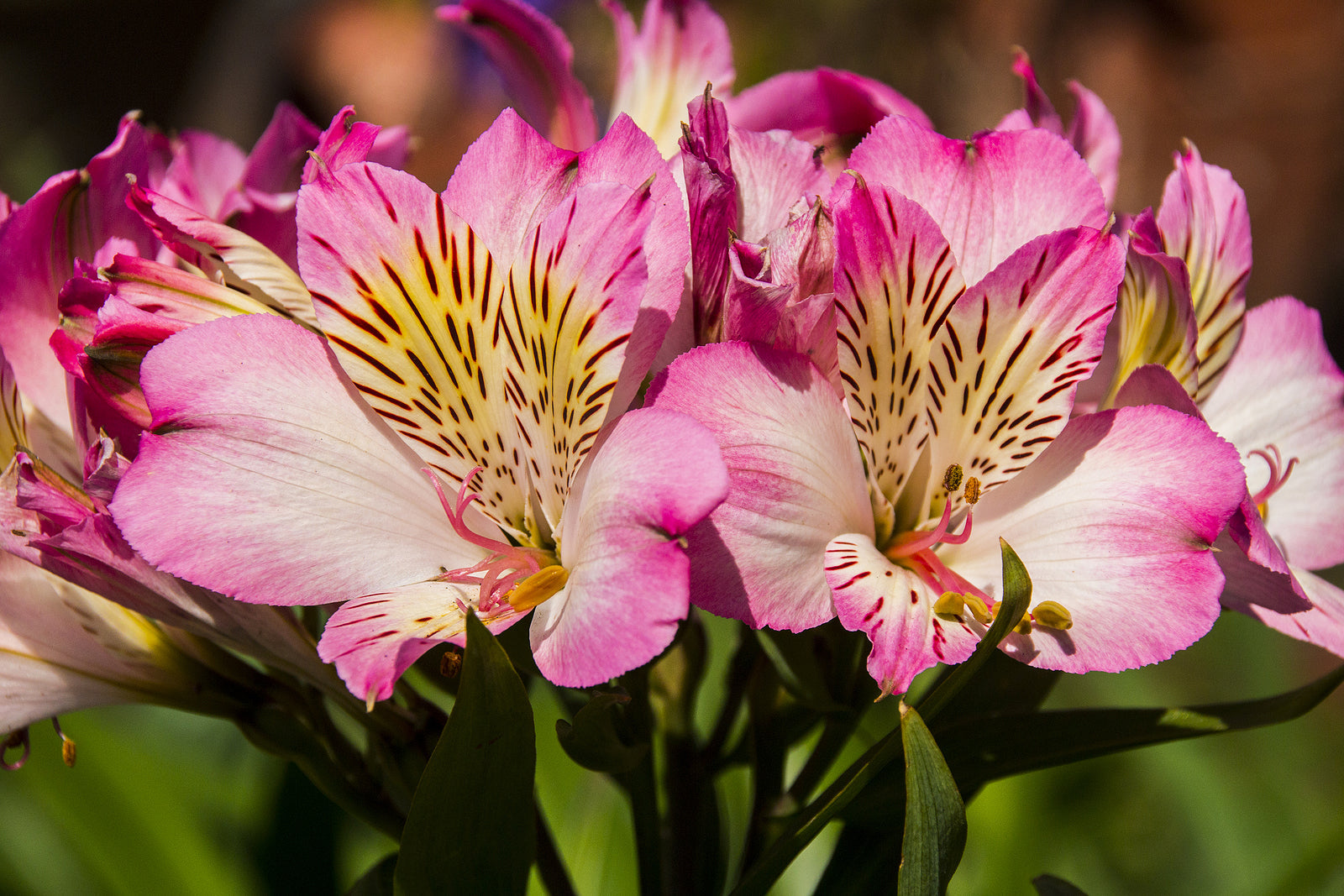 Alstroemeria blumen wachsend in garten