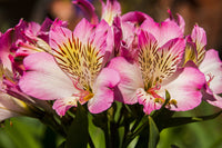 Alstroemeria blumen wachsend in garten