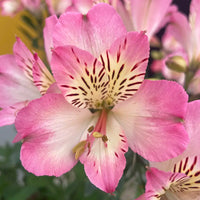 Alstroemeria Blumensamen zur Aussaat kompakt Wuchs Traditionssorte & ohne Gentechnik Samen Hausgarten