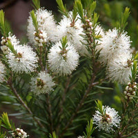 Alternifolia blume samen for vibrant garten blooms
