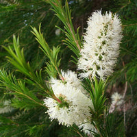 Bright alternifolia samen for long-lasting flowering
