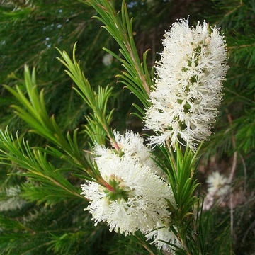 Bright alternifolia samen for long-lasting flowering

