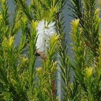 Alternifolia samen for borders and garten beds
