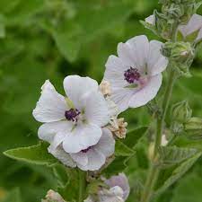 Althaea officinalis Kraut Anbau in full sun
