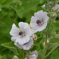 Althaea officinalis Kraut Anbau in full sun