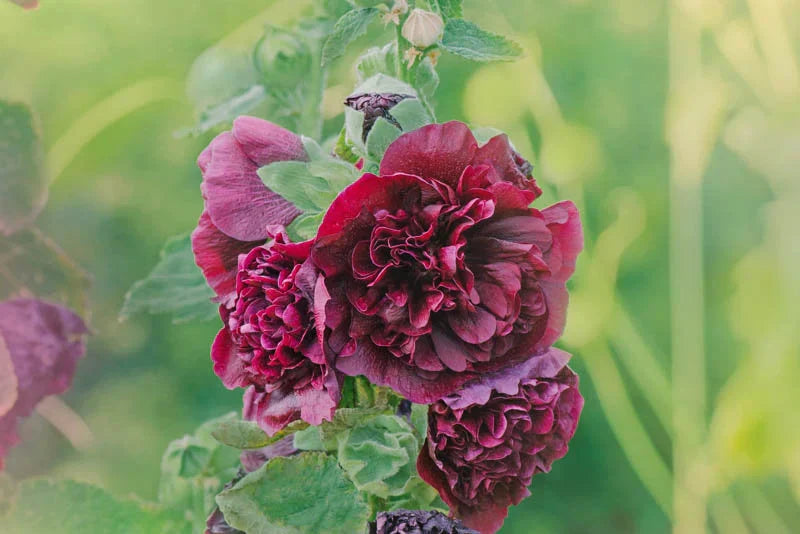 Tall dark braun althaea rosea stalks with blumen