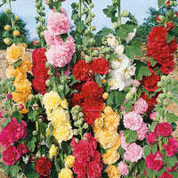 Althaea rosea blumen along a garten border