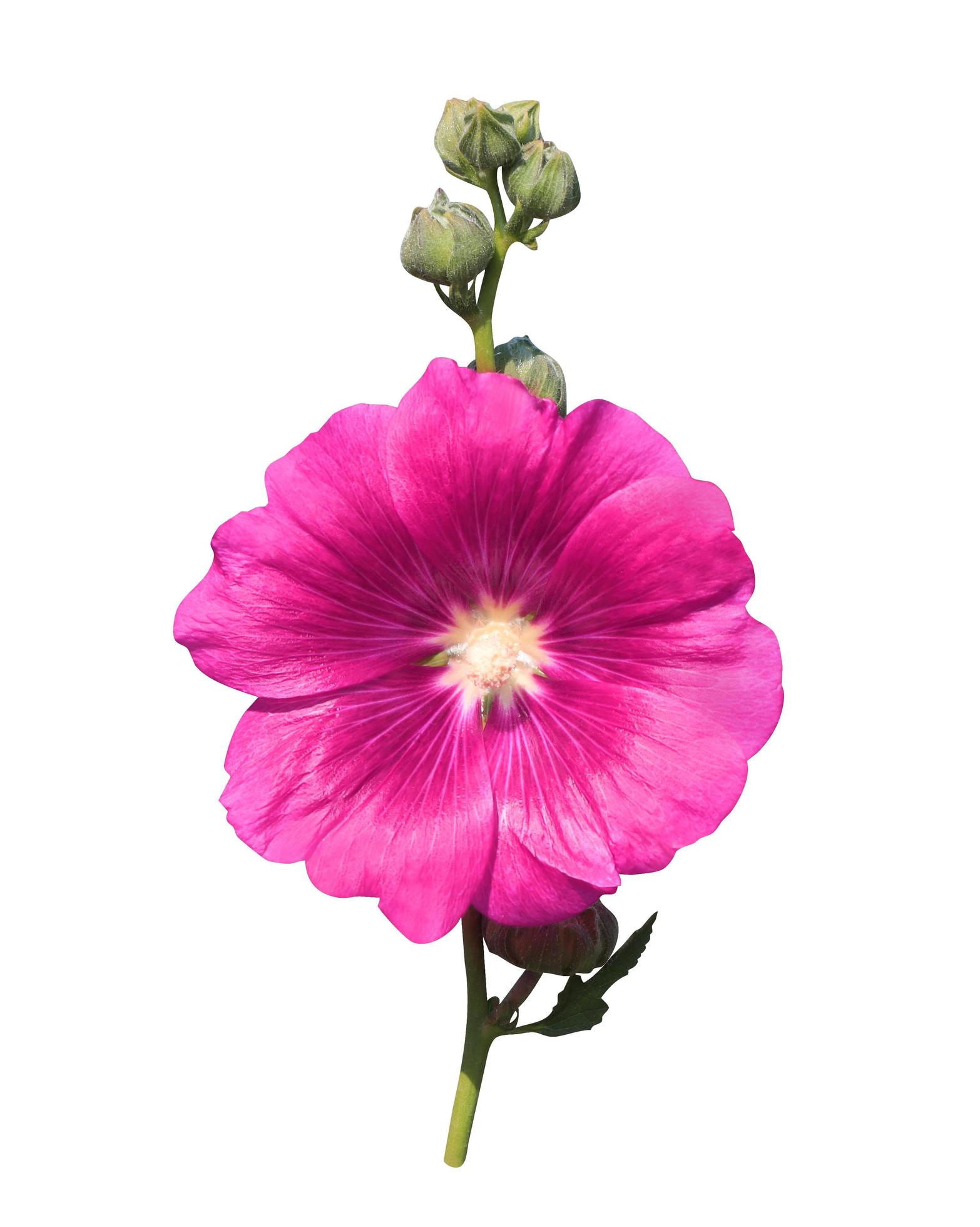 Althaea rosea rosa blume samen for vibrant garten anpflanzung