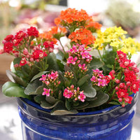 Mixed kalanchoe blume samen for anpflanzung - fragrant blossoms, heirloom & gmo free samen for home garten
 
 sale for anpflanzung in home garten