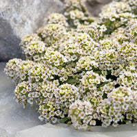 Alyssum Aphrodite Samen Gardening