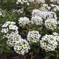 Traditionssorte Sweet Alyssum Blumensamen zur Aussaat Garten beliebt Traditionssorte & ohne Gentechnik Samen Hausgarten