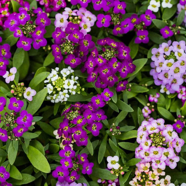 Traditionssorte Alyssum Blumensamen zur Aussaat ideal Rabatten Traditionssorte & ohne Gentechnik Samen Hausgarten