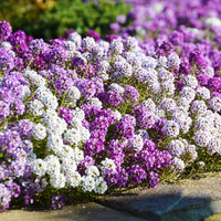 Traditionssorte Alyssum Blumensamen zur Aussaat ideal Rabatten Traditionssorte & ohne Gentechnik Samen Hausgarten