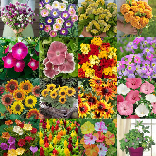 Sommer Blumensamen zur Aussaat – leuchtend Blüten – Traditionssorte & ohne Gentechnik Samen Hausgarten