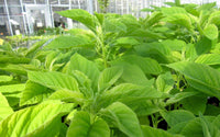 Green Callaloo Gemüse Planting Samen