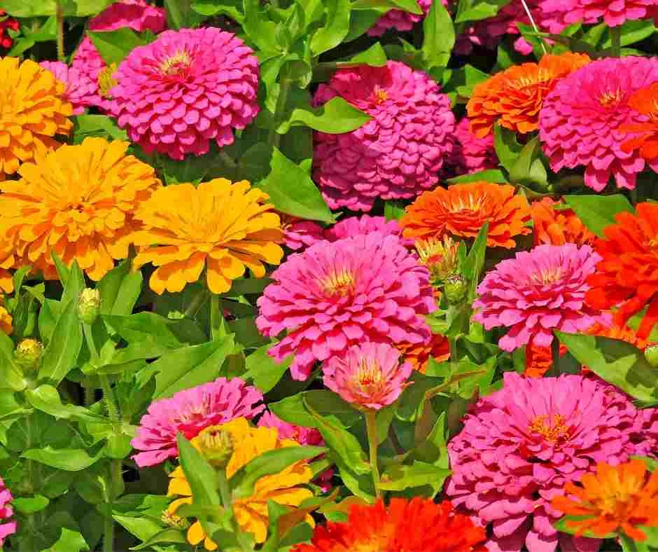 Gemischt Magellan Blumensamen zur Aussaat – Bestäuber freundlich – Traditionssorte & ohne Gentechnik Samen Hausgarten
