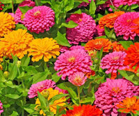 Gemischt Magellan Blumensamen zur Aussaat – Bestäuber freundlich – Traditionssorte & ohne Gentechnik Samen Hausgarten