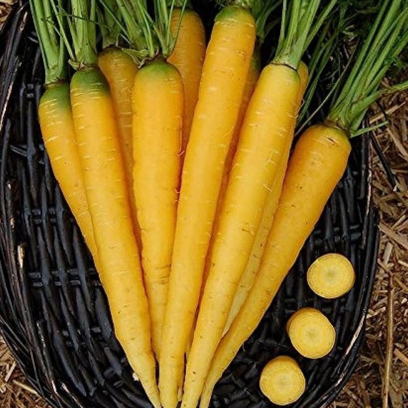 Amarillo samen für gemüse gardening and growth