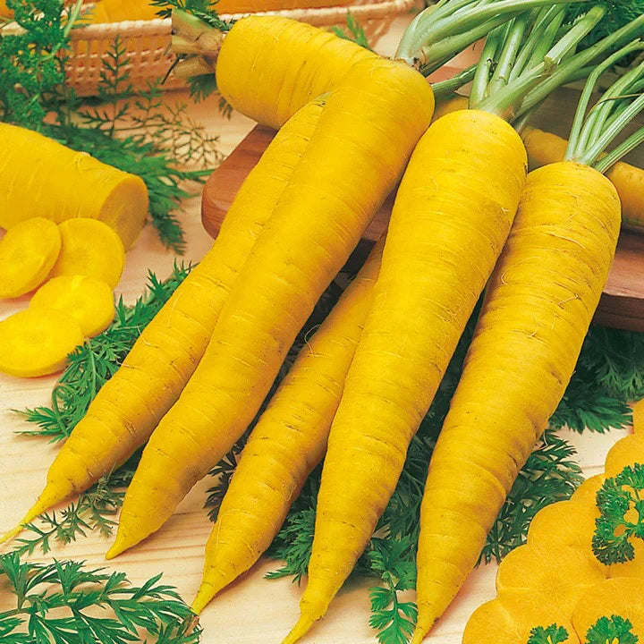 Amarillo gemüse samen für einfachen aussaat and gardening