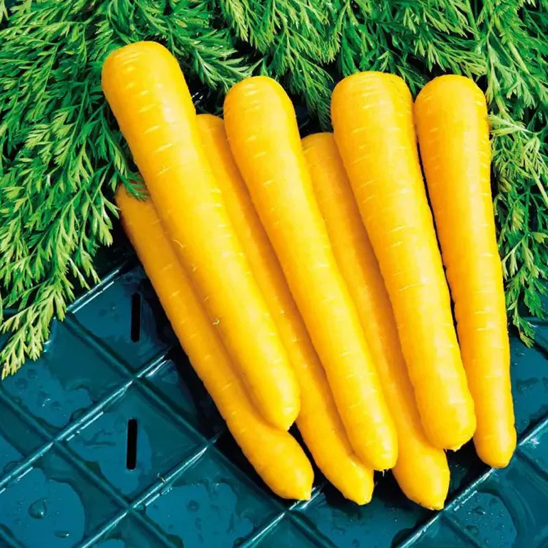 Amarillo gemüse samen aussaat and wachsend guide