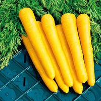 Amarillo gemüse samen aussaat and wachsend guide