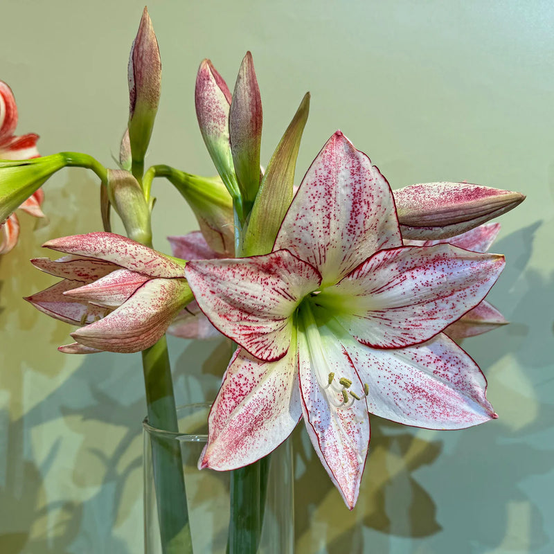 Graines d’amaryllis à semer – tolère la mi-ombre – variété traditionnelle et semences sans OGM Samen Hausgarten