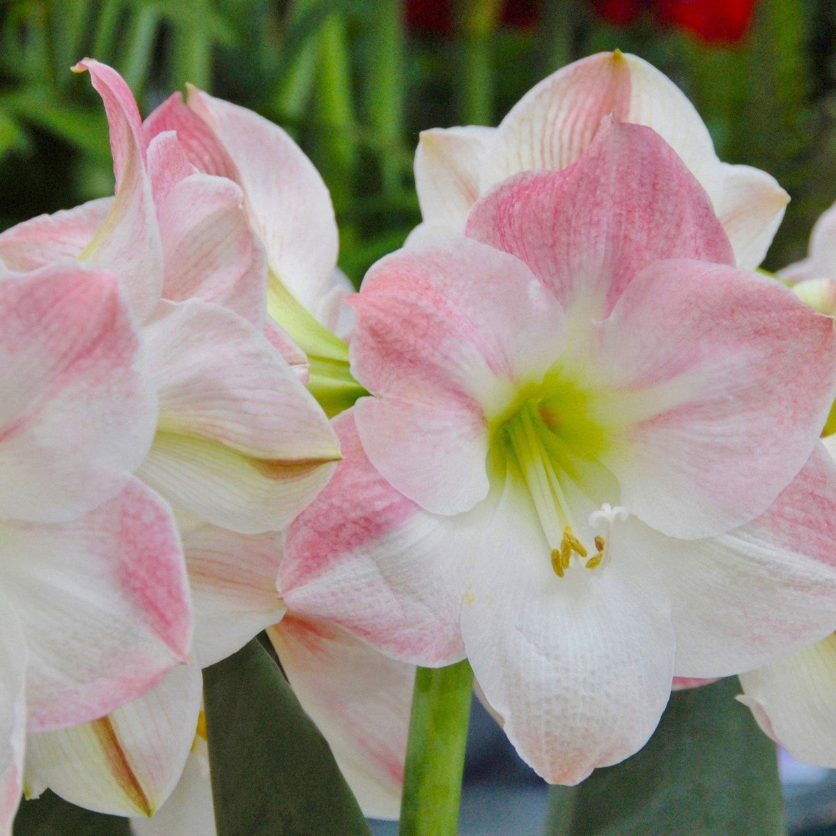 Light rosa hippeastrum blume samen for anpflanzung - bright blooms, heirloom & gmo free samen for home garten
 
 sale for anpflanzung in home garten