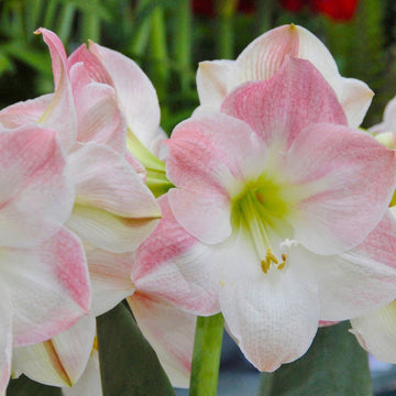 Light rosa hippeastrum blume samen for anpflanzung - bright blooms, heirloom & gmo free samen for home garten
 
 sale for anpflanzung in home garten