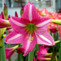 Amaryllis barbados rosa blume samen for anpflanzung