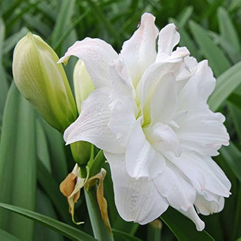 Amaryllis barbados blume samen weiß