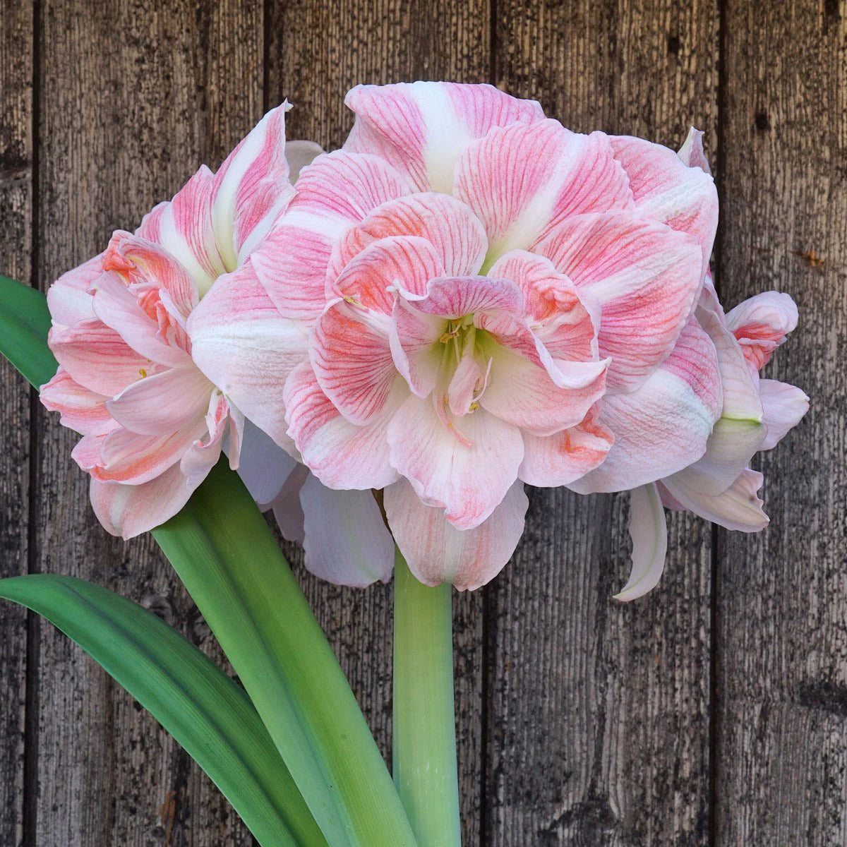 hell Rosa Hippeastrum Blumensamen zur Aussaat – leuchtend Blüten – Traditionssorte & ohne Gentechnik Samen Hausgarten