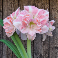 hell Rosa Hippeastrum Blumensamen zur Aussaat – leuchtend Blüten – Traditionssorte & ohne Gentechnik Samen Hausgarten
