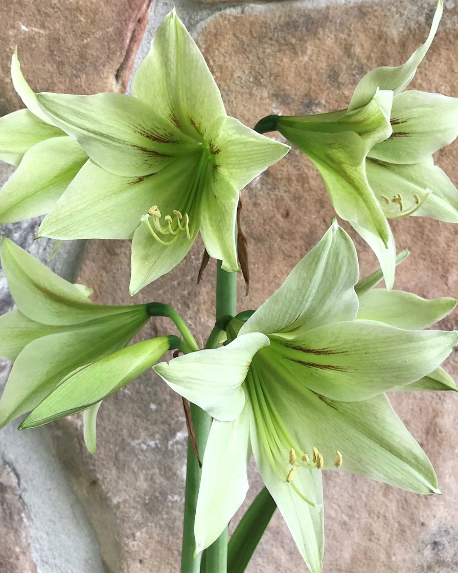 zart Grün Ritterstern Blumensamen zur Aussaat Bestäuber freundlich Traditionssorte & ohne Gentechnik Samen Hausgarten
