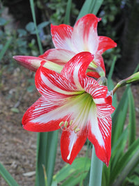 Rot Weiß Ritterstern Blumensamen Garten robust Sorte Traditionssorte & ohne Gentechnik Samen Hausgarten
