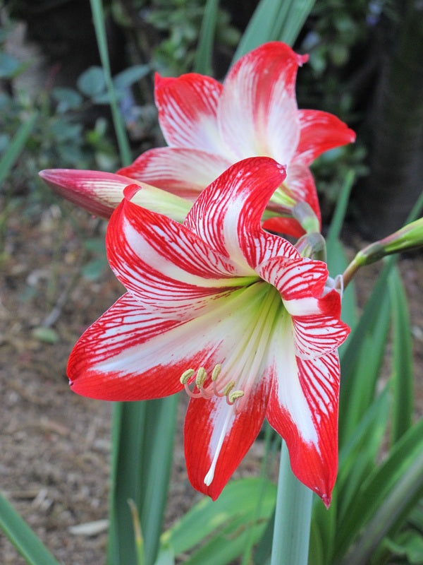 Rot Weiß Ritterstern Blumensamen Garten robust Sorte Traditionssorte & ohne Gentechnik Samen Hausgarten