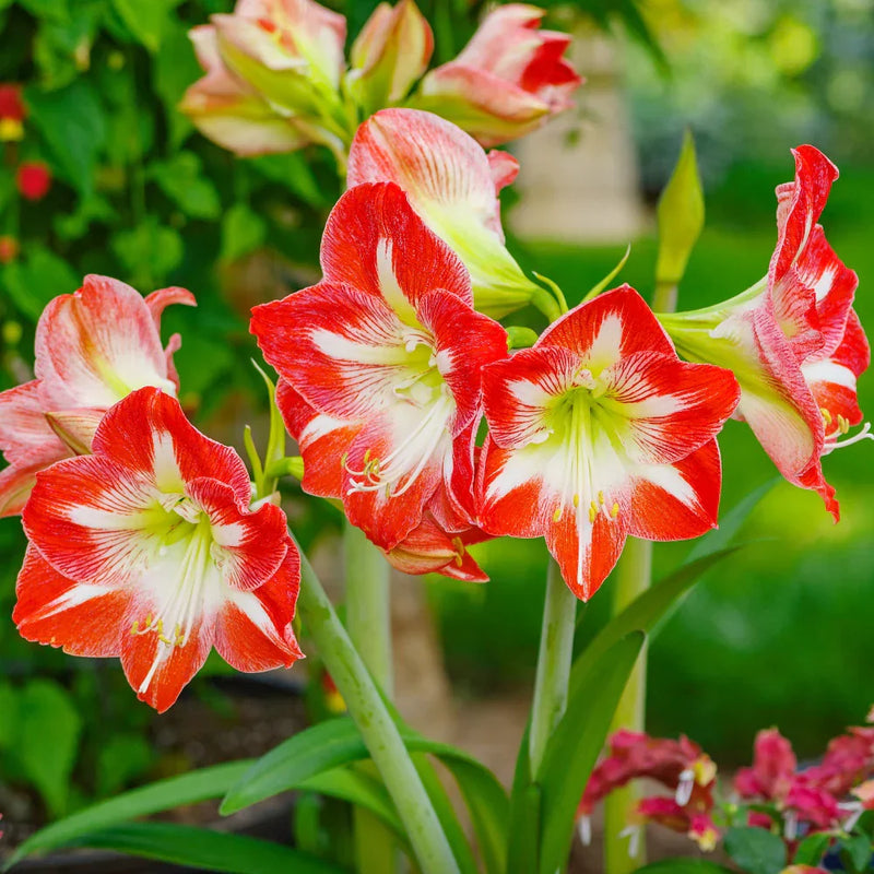 Amaryllis blume samen for anpflanzung vibrant rot and weiß blooms