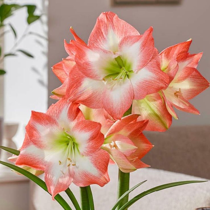 Weiß Orange Ritterstern Samen zur Aussaat – leuchtend Blumensamen für Ihren Garten
