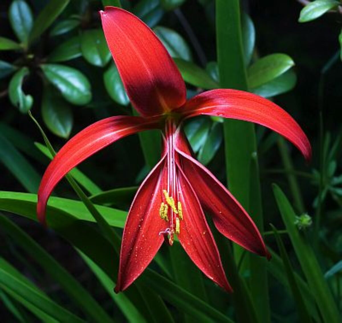 Sprekelia Blumensamen zur Aussaat – ideal Rabatten – Traditionssorte & ohne Gentechnik Samen Hausgarten