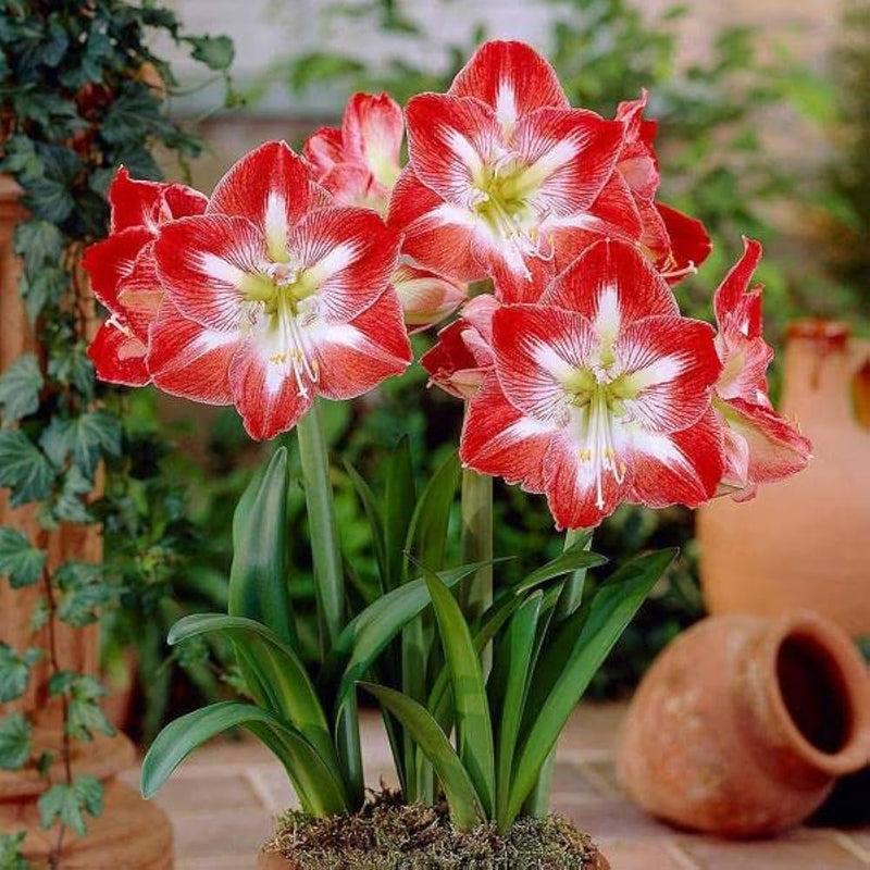 Rot weiß amaryllis zwiebeln blume samen for anpflanzung