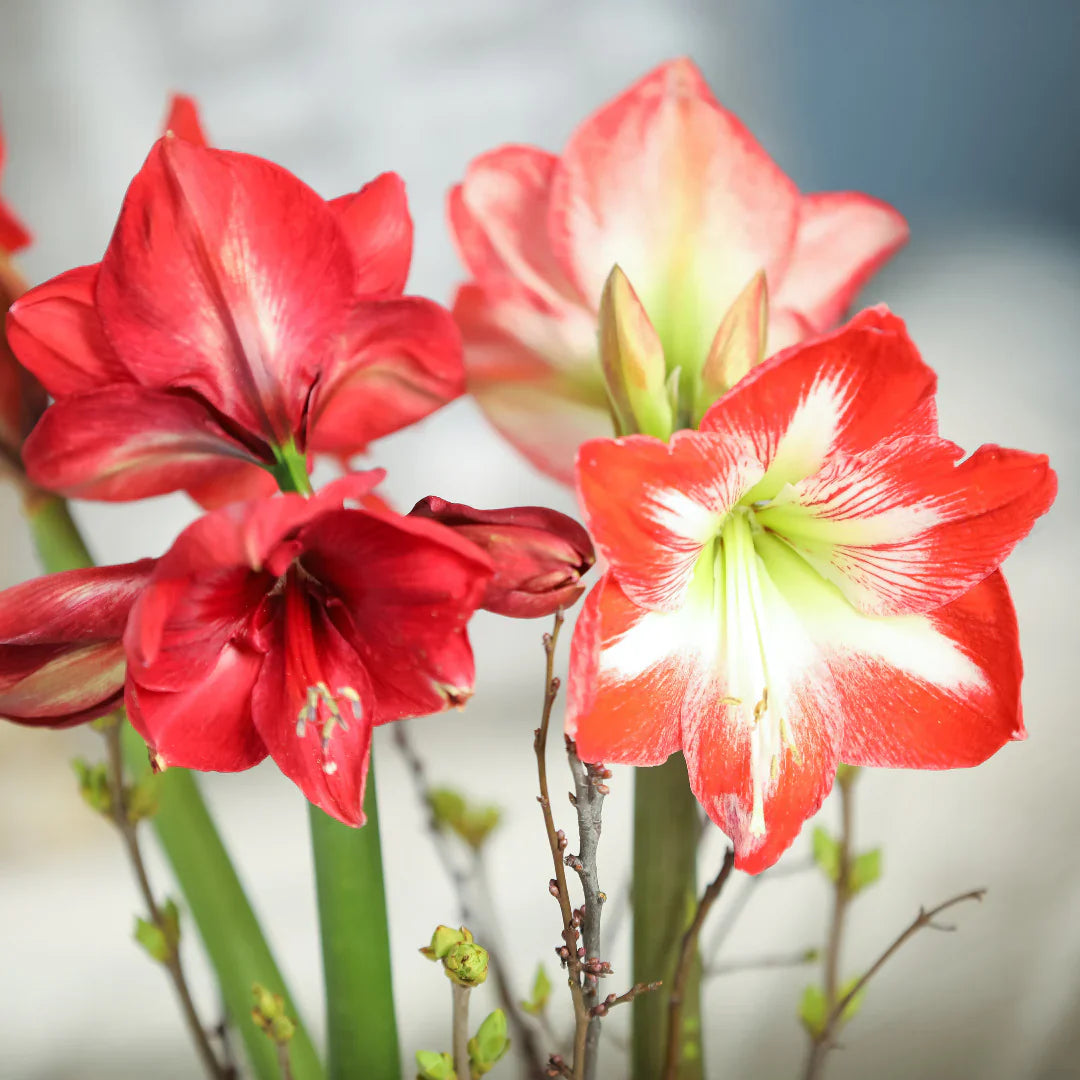 Amaryllis zwiebeln blumen in garten display