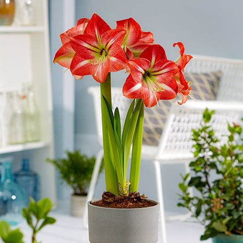 Weiß Blau Hippeastrum Blumensamen zur Aussaat – leuchtend Blüten – Traditionssorte & ohne Gentechnik Samen Hausgarten