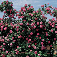 klein Rosa Rose zur Aussaat ohne Gentechnik Traditionssorte Garten Samen Growing Blumen Halbschatten verträglich