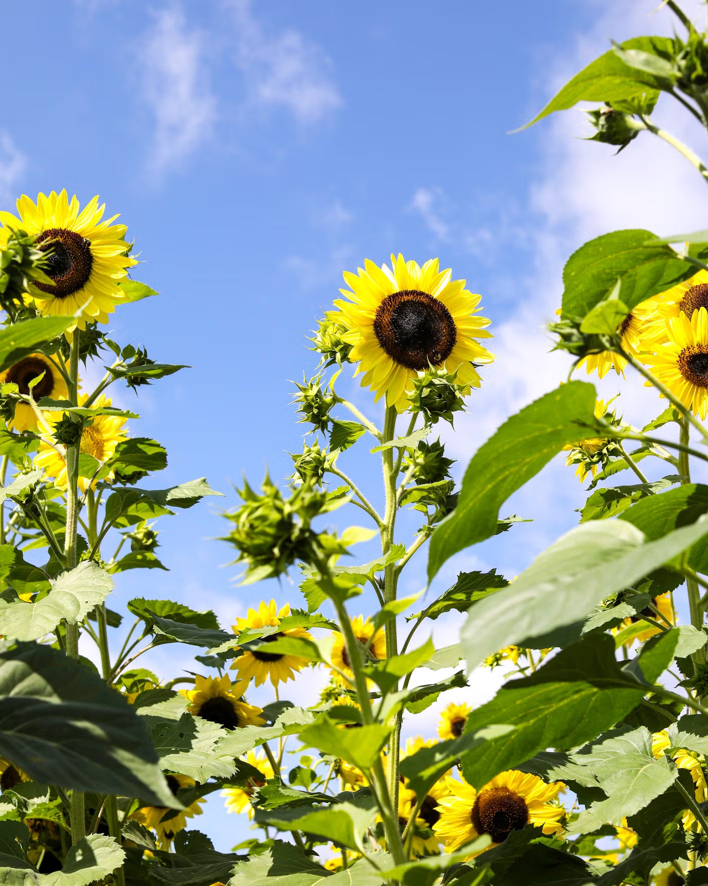 Sonnenblume Samen zur Aussaat Anzucht Traditionssorte & ohne Gentechnik Samen Hausgarten