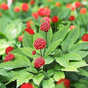 American Ginseng Samen Aussaat and stratification instructions