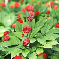 American Ginseng Samen Aussaat and stratification instructions